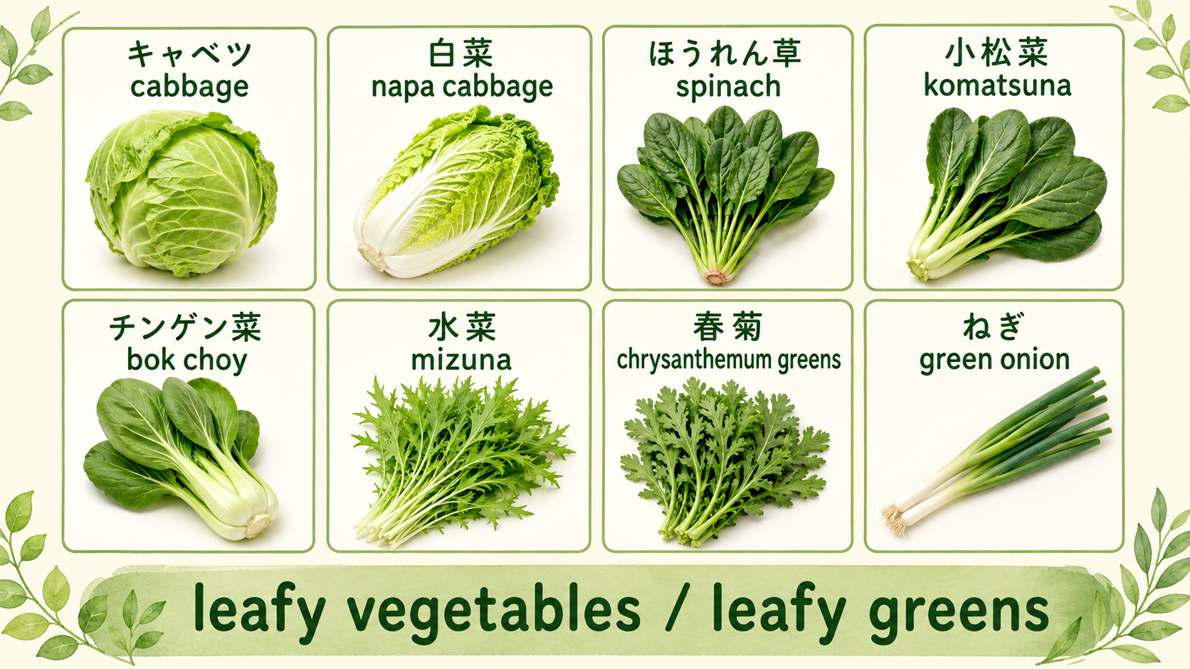 キャベツ・白菜・ほうれん草・小松菜など葉物野菜の英語一覧図解