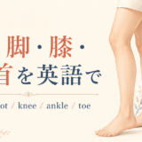 足・脚・膝・足首・つま先を英語で学ぶ記事のアイキャッチ