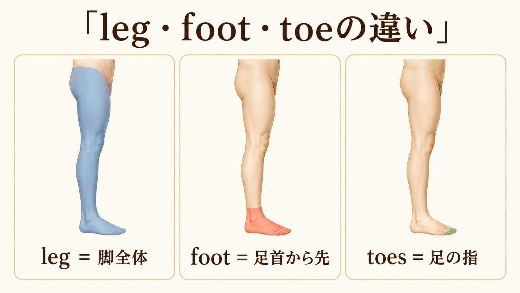 legは脚全体、footは足首から先、toesは足の指を示す比較図