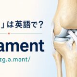 「靱帯」は英語で？ligamentの発音と膝靱帯