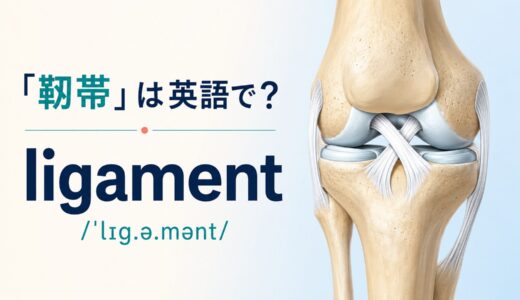 「靱帯」は英語で？ligamentの発音・語源、tendonとの違い