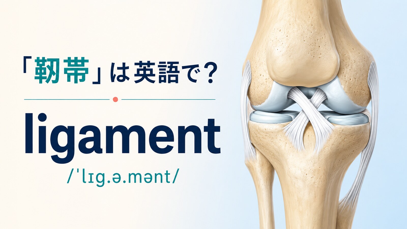 「靱帯」は英語で？ligamentの発音・語源、tendonとの違い