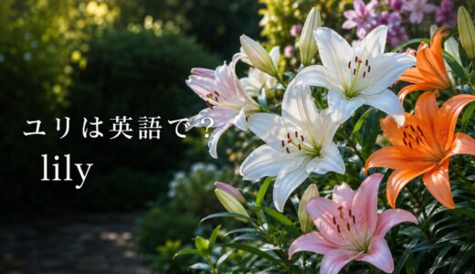 ユリは英語で？lilyの発音・複数形liliesと花粉・球根・花束の表現
