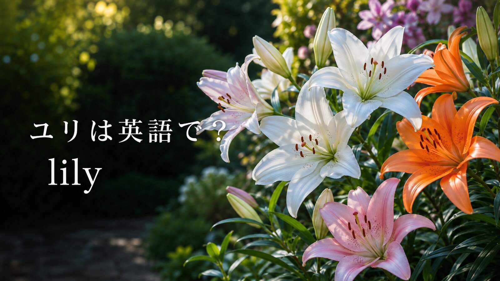 ユリは英語で？lilyの発音・複数形liliesと花粉・球根・花束の表現