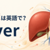 肝臓は英語でliver｜発音・意味・肝臓に関する英語を解説するアイキャッチ