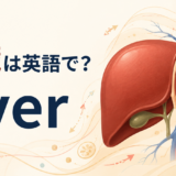 肝臓は英語でliver｜発音・意味・肝臓に関する英語を解説するアイキャッチ