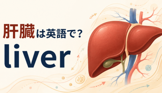 「肝臓」は英語で？liverの発音・意味とliveとの違い、肝機能の英語