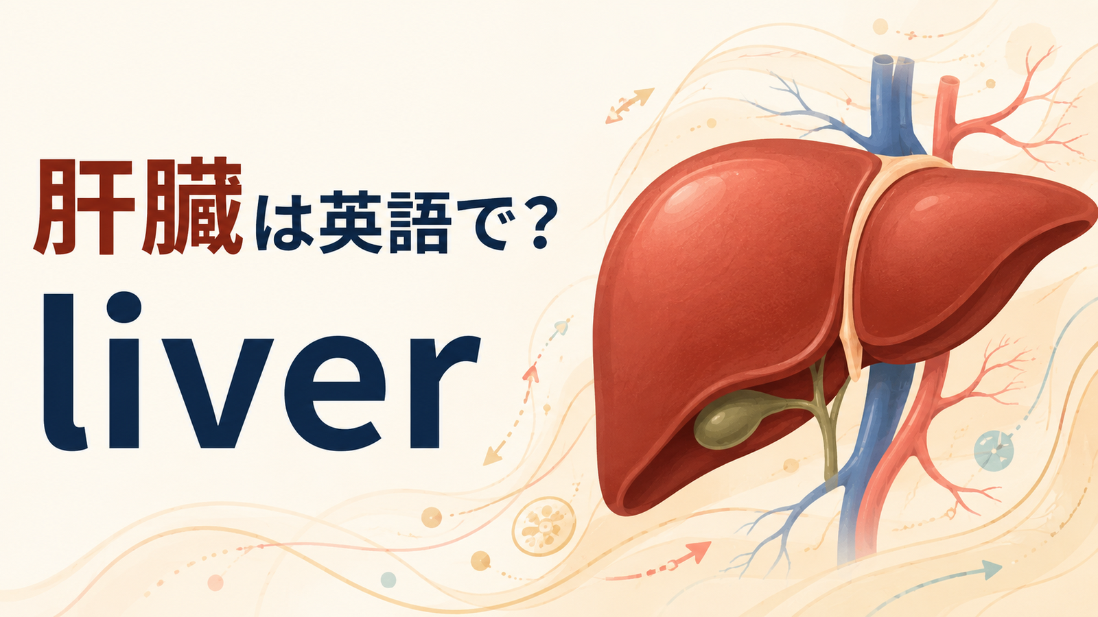 肝臓は英語でliver｜発音・意味・肝臓に関する英語を解説するアイキャッチ