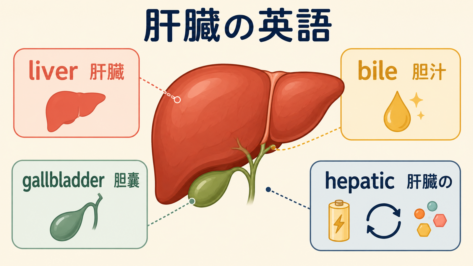 liver・bile・gallbladder・hepaticの意味を示す肝臓の英語図解