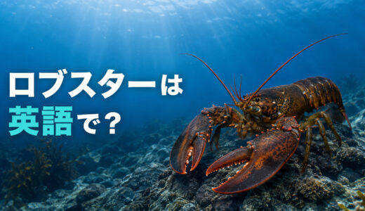 ロブスターは英語で？lobsterの発音・複数形とspiny lobster・伊勢エビとの違い