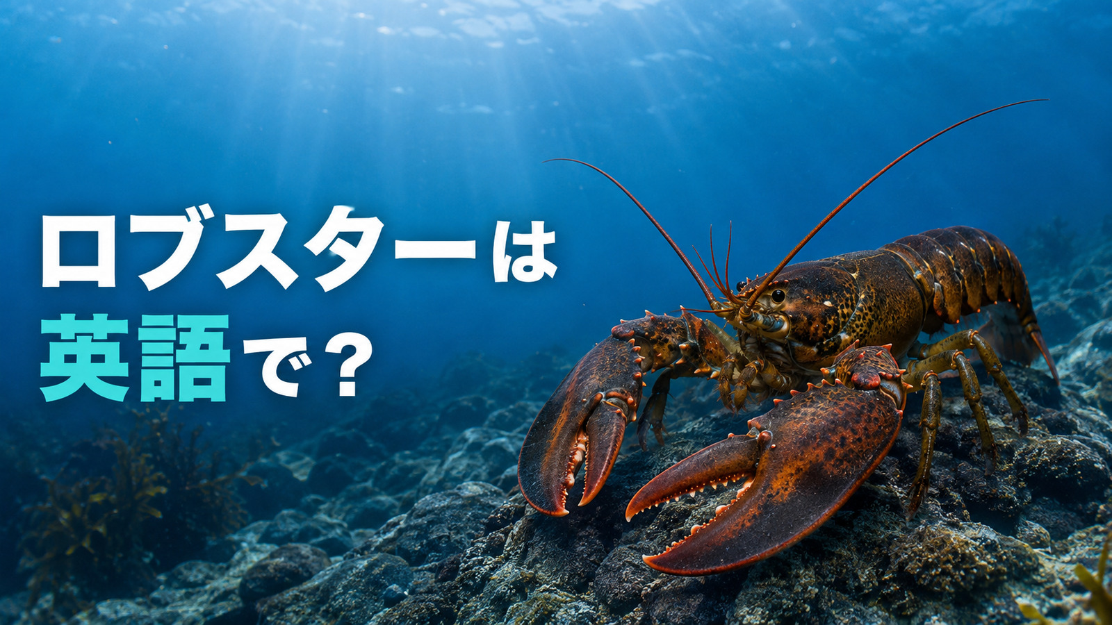 ロブスターは英語で？lobsterの発音・複数形とspiny lobster・伊勢エビとの違い
