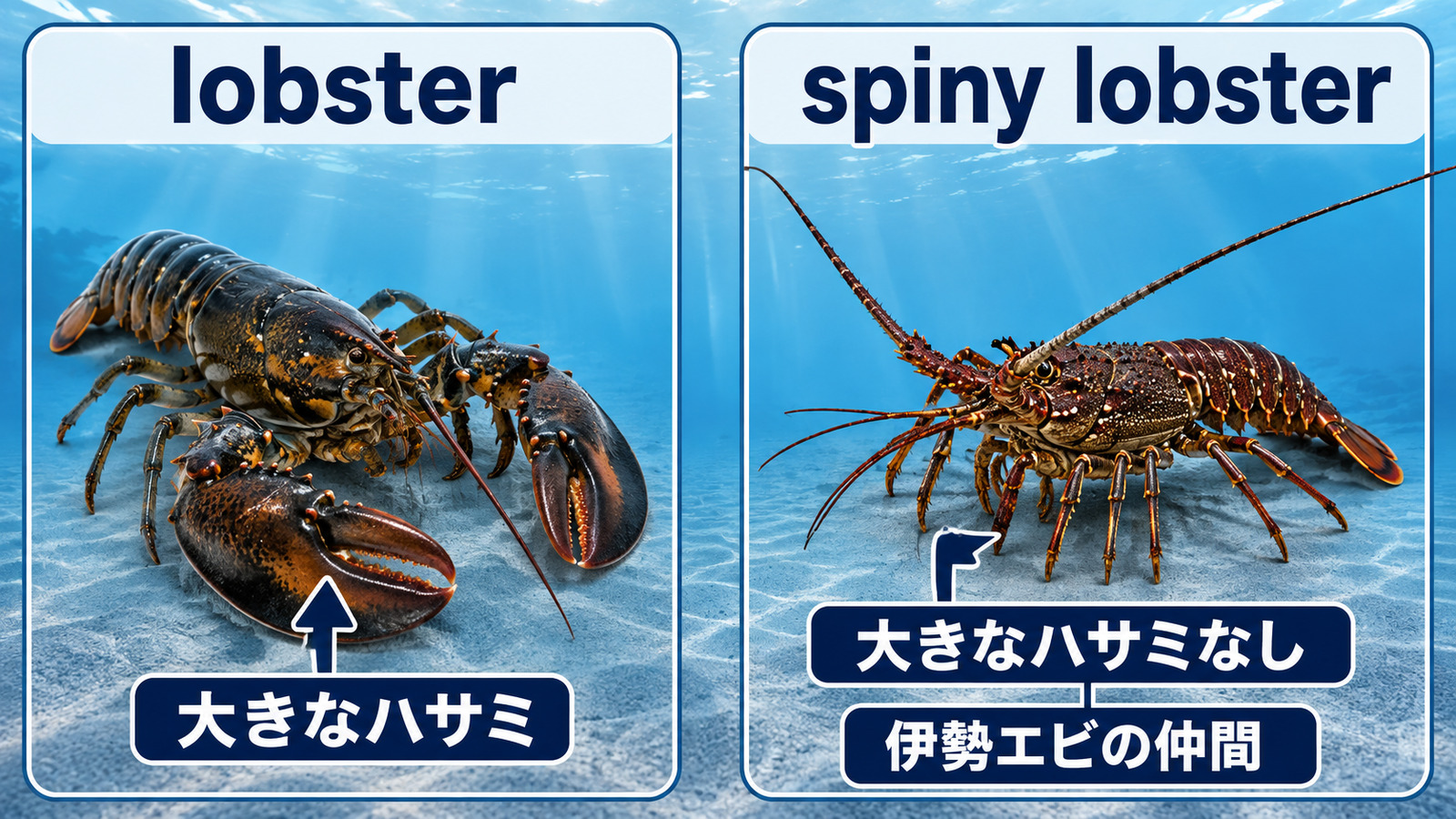 大きなハサミを持つlobsterとハサミのないspiny lobsterの比較図