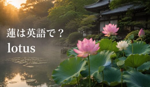蓮は英語で？lotusの発音・睡蓮との違いと仏教文化を説明する例文