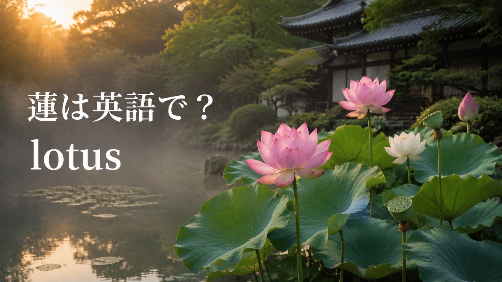 日本寺院の池に咲く蓮と「蓮は英語で？lotus」の文字