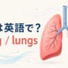 肺は英語でlungまたはlungs｜発音と呼吸に関する英語を解説するアイキャッチ