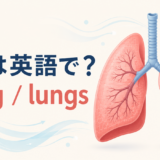 肺は英語でlungまたはlungs｜発音と呼吸に関する英語を解説するアイキャッチ