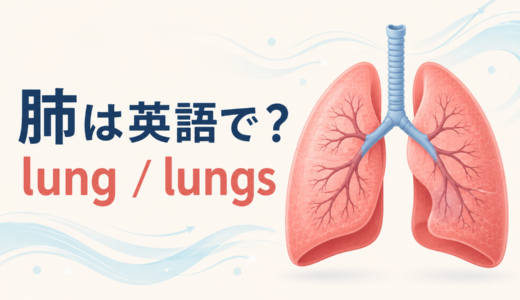 「肺」は英語で？lungとlungsの違い・発音、呼吸に関する英語表現