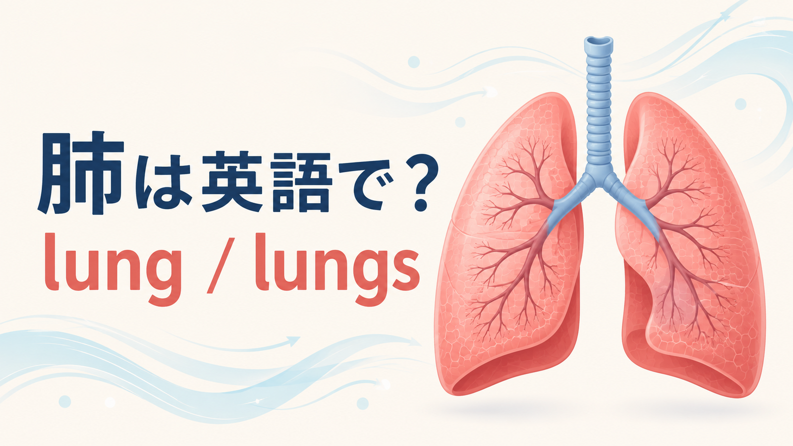 「肺」は英語で？lungとlungsの違い・発音、呼吸に関する英語表現