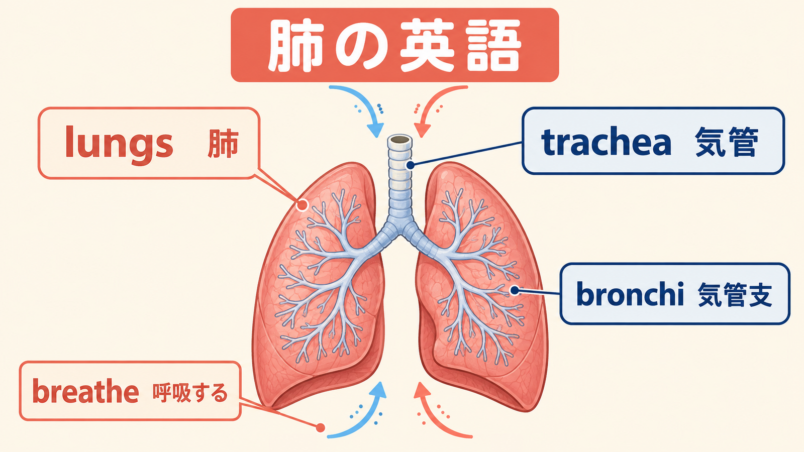 lungs・trachea・bronchi・breatheの意味を示す肺の英語図解