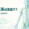 リンパ系は英語で？lymphatic systemと全身のリンパ管・リンパ節・脾臓を示したアイキャッチ