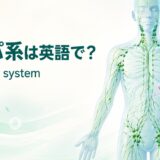 リンパ系は英語で？lymphatic systemと全身のリンパ管・リンパ節・脾臓を示したアイキャッチ