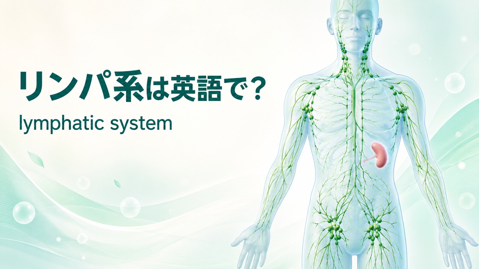 リンパ系は英語で？lymphatic systemとリンパ液・リンパ節・血流への戻り方を図解