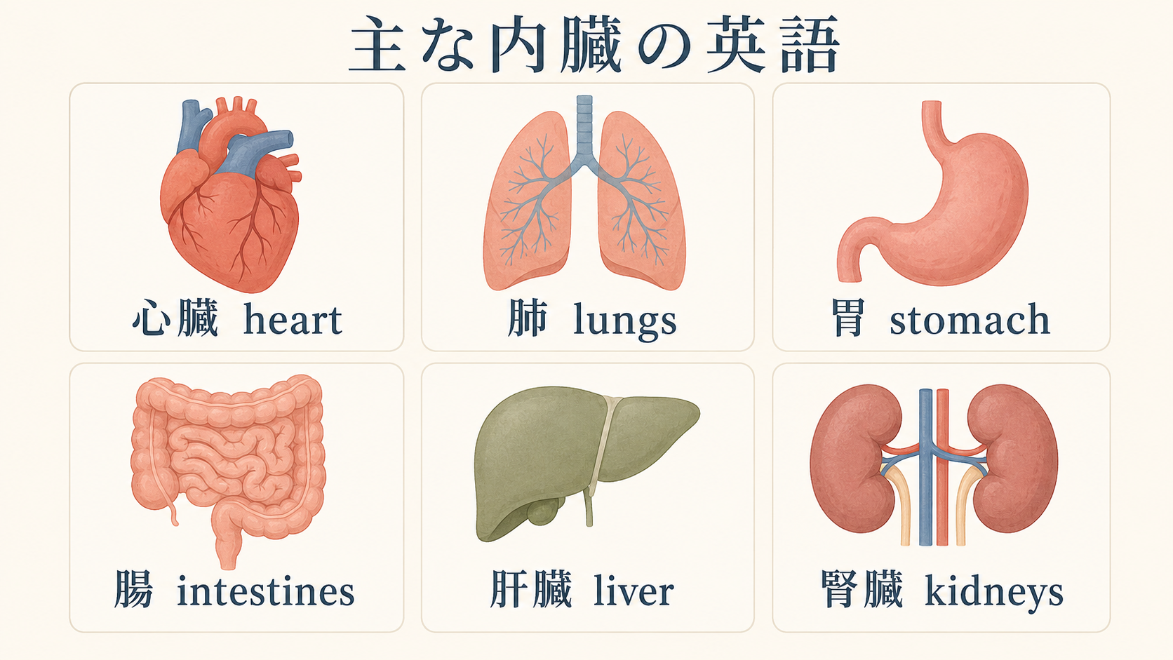 主な内臓の英語:心臓 heart、肺 lungs、胃 stomach、腸 intestines、肝臓 liver、腎臓 kidneys