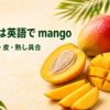 赤黄色の熟したマンゴー、青いマンゴー、大きな種が見える半分と角切りの果肉
