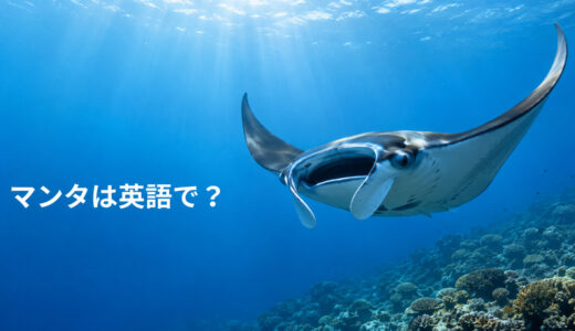 マンタは英語で？manta rayの発音・複数形とray・stingrayとの違い