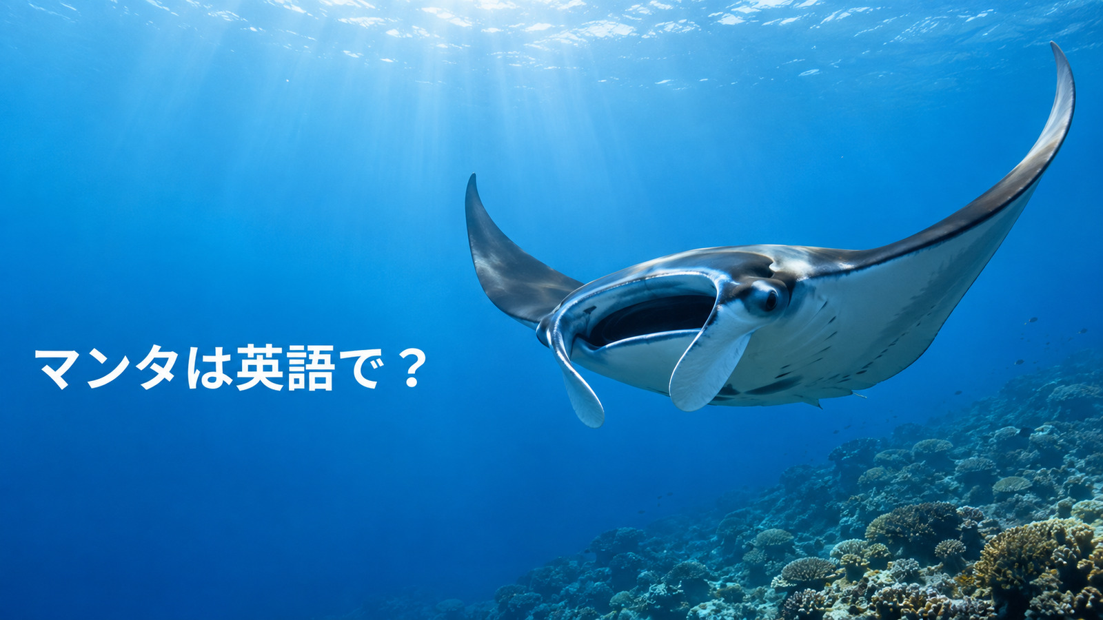 マンタは英語で？manta rayの発音・複数形とray・stingrayとの違い