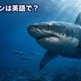 先史時代の海を泳ぐメガロドンと「メガロドンは英語で？」の文字