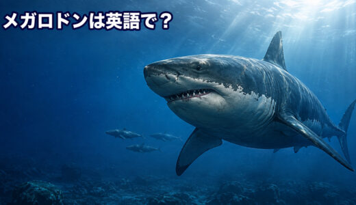 メガロドンは英語で？megalodonの発音・語源と大きさ・ホホジロザメとの違い