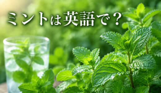 ミントは英語で？mint・peppermint・spearmintの違い、発音と使い方
