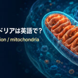 ミトコンドリアは英語でmitochondrion、複数形はmitochondriaと示したアイキャッチ画像