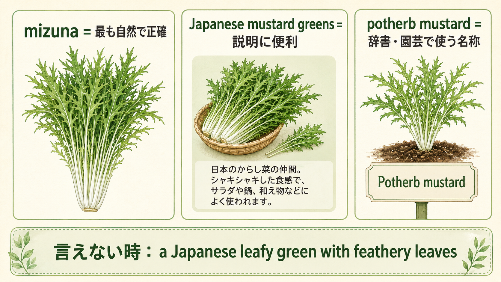 mizuna、Japanese mustard greens、potherb mustardの違いと言い換え