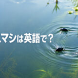 ミズスマシは英語でwhirligig beetle｜水面を旋回するミズスマシ