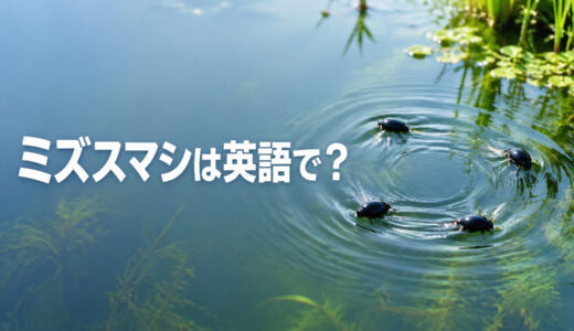 ミズスマシは英語で？whirligig beetleの発音・名前の意味とアメンボとの違い