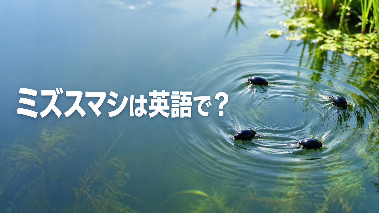 ミズスマシは英語で？whirligig beetleの発音・名前の意味とアメンボとの違い