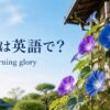 朝顔は英語で？ morning glory 夏の朝に咲く朝顔
