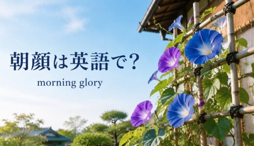 朝顔は英語で？morning gloryの意味・複数形と花が咲く例文