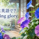 朝顔は英語でmorning glory 夏の朝に咲く朝顔