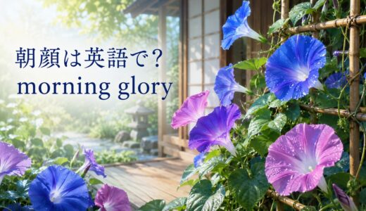 朝顔は英語で？morning gloryの意味・複数形と花が咲く例文