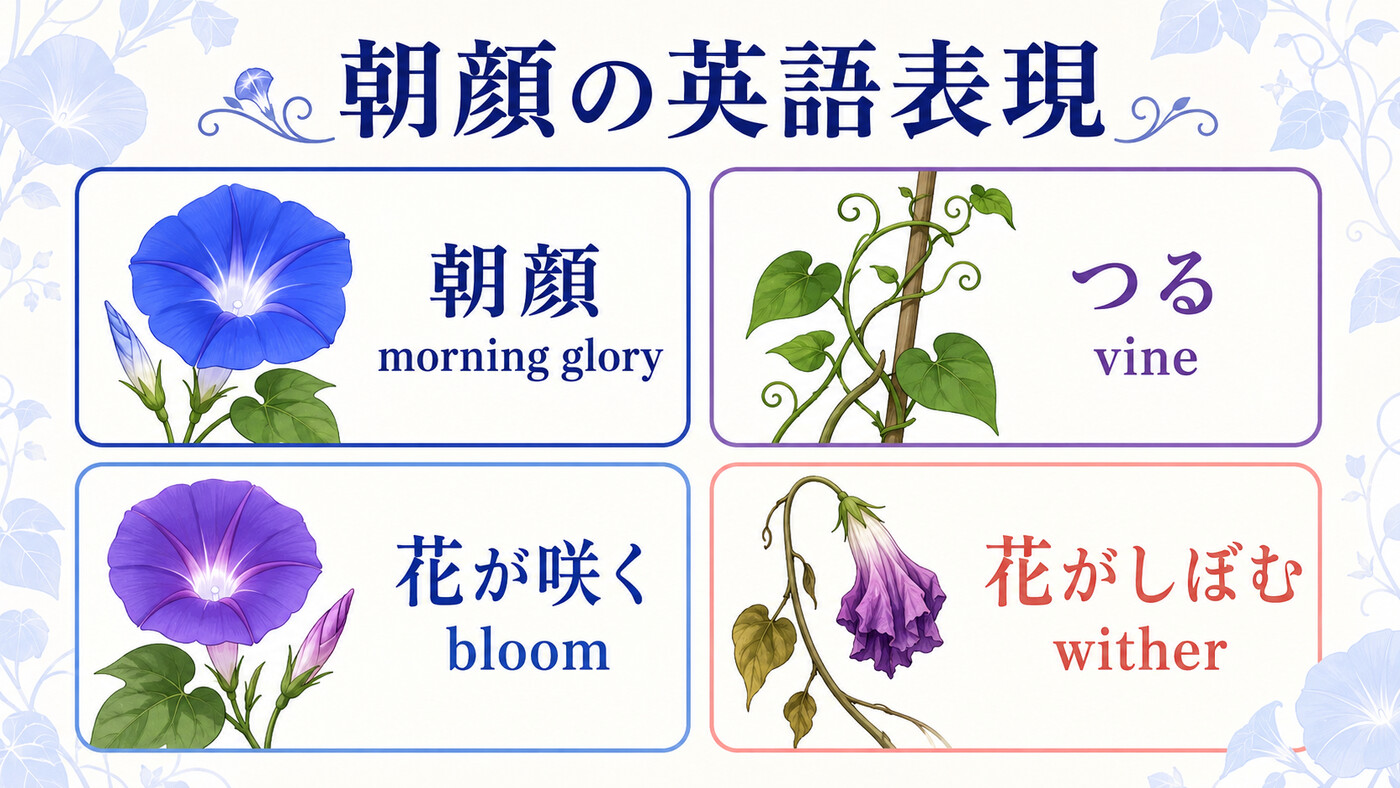朝顔の英語表現 morning glory・vine・bloom・wither