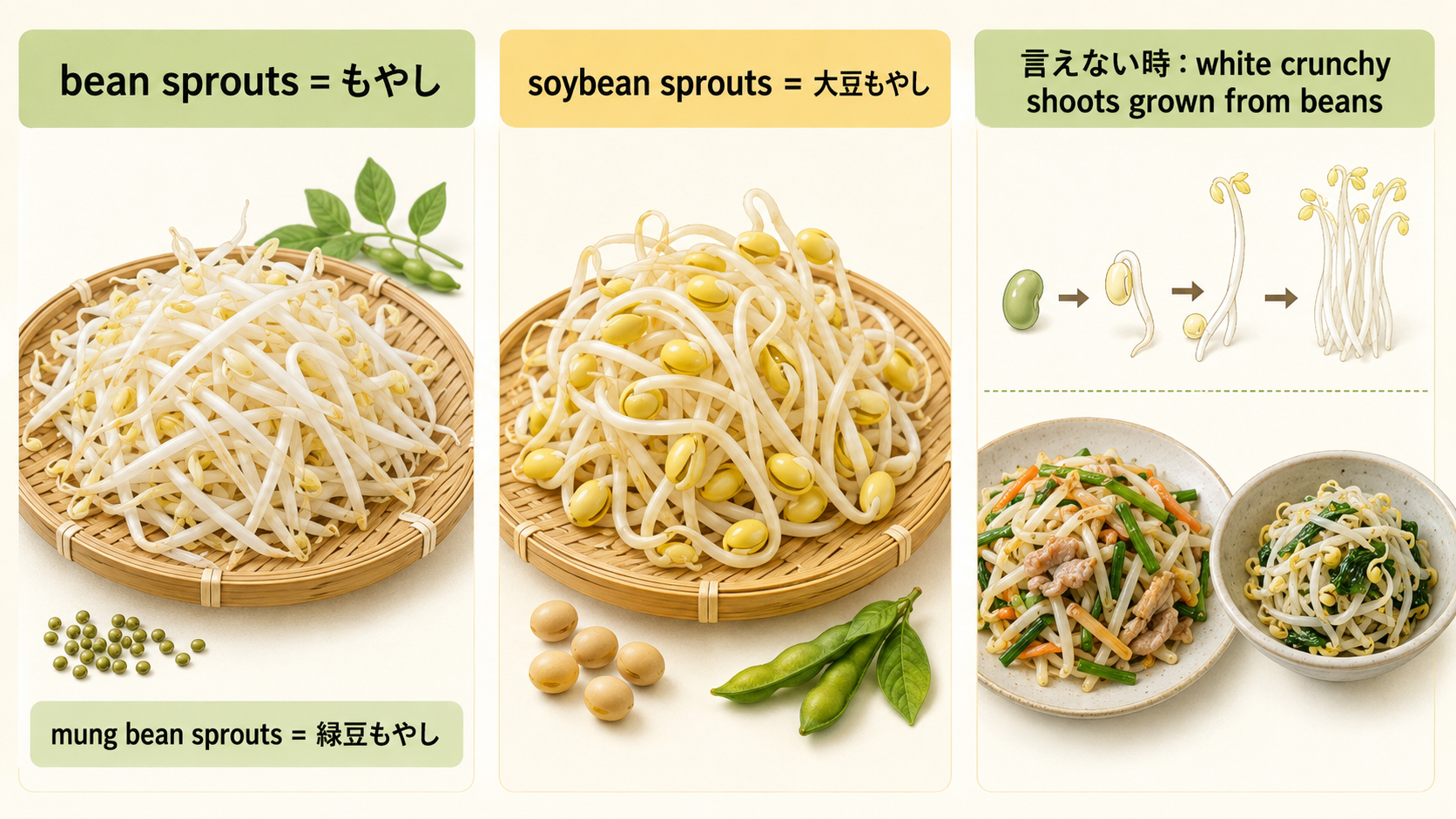 緑豆もやしと大豆もやしの英語の違いと簡単な言い換え