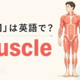 筋肉は英語でmuscle|全身の主な筋肉と上腕の筋肉を示すイラスト