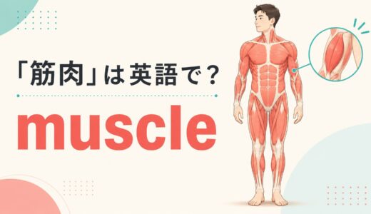 「筋肉」は英語で？muscleの発音・語源、muscularとの違い