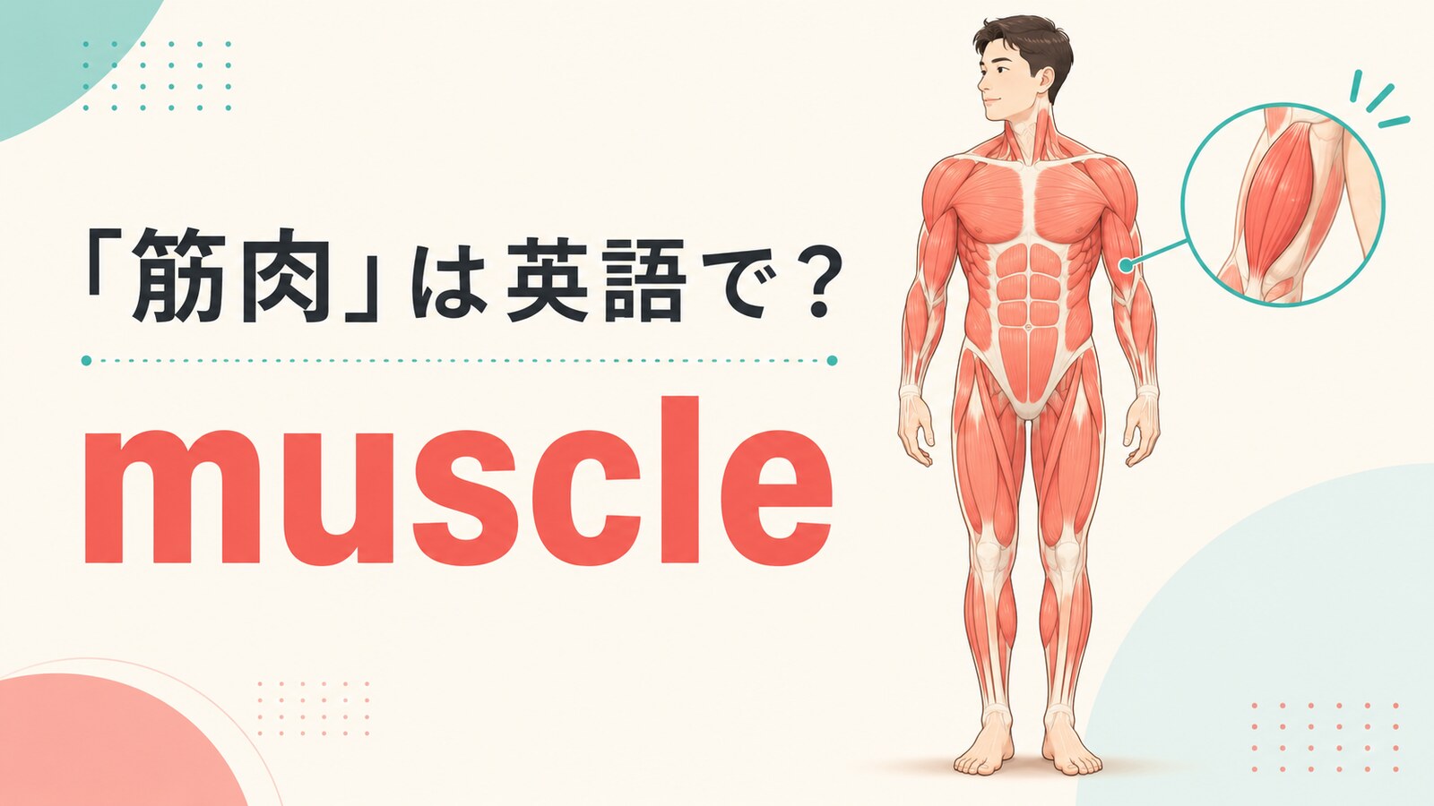 筋肉は英語でmuscle｜全身の主な筋肉と上腕の筋肉を示すイラスト