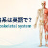 筋骨格系は英語で？musculoskeletal systemと骨格・筋肉を示したアイキャッチ
