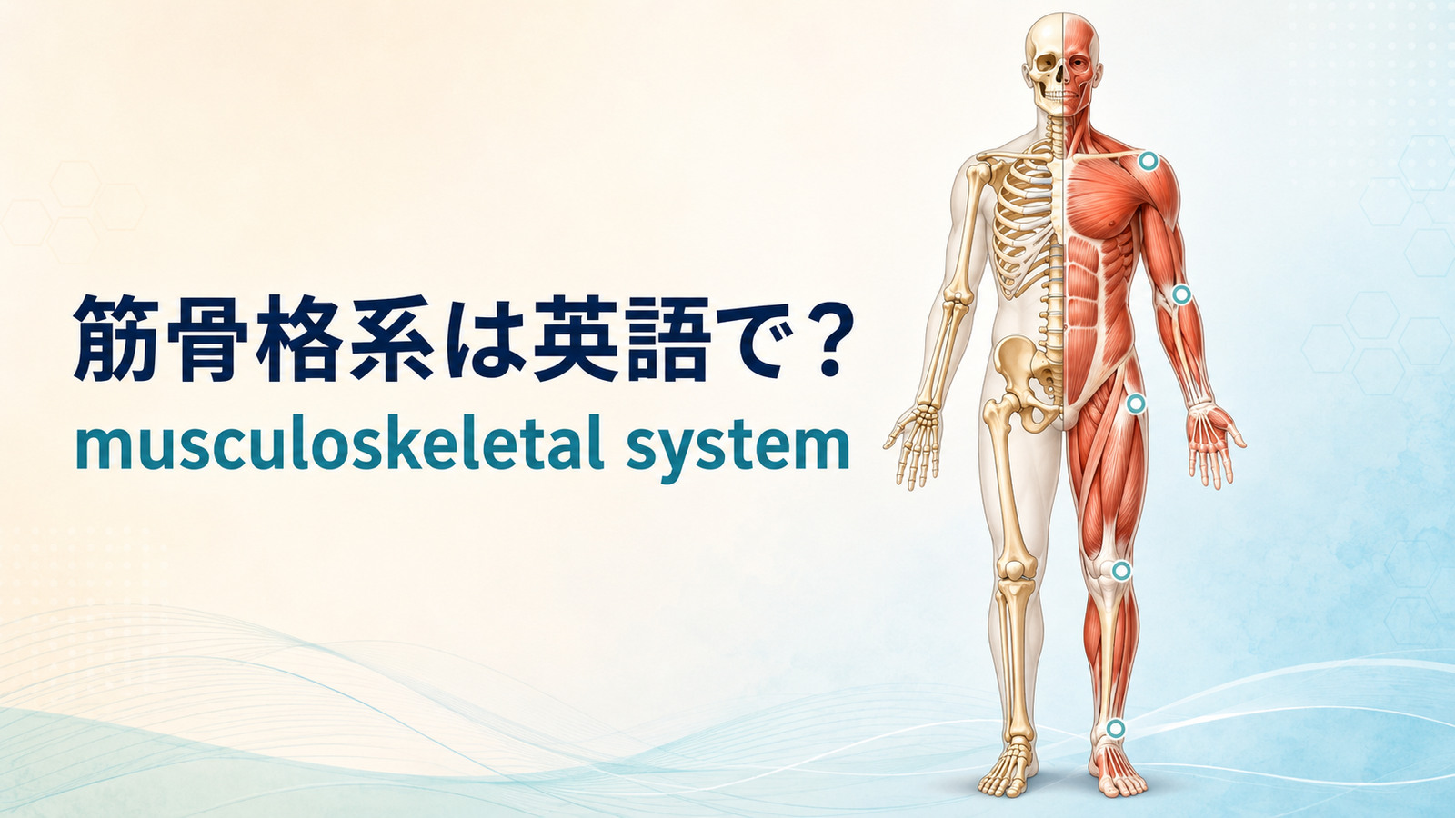 筋骨格系は英語で？musculoskeletal systemと骨・筋肉・関節の仕組みを図解