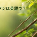 ナナフシは英語で?stick insect・walking stickの意味と違い